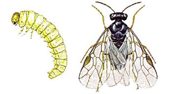 زنبور سیاه گوجه فرنگی